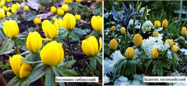 Какие цветы посадить на даче? Многолетние садовые цветы