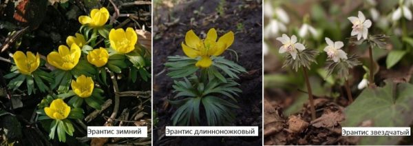 Какие цветы посадить на даче? Многолетние садовые цветы