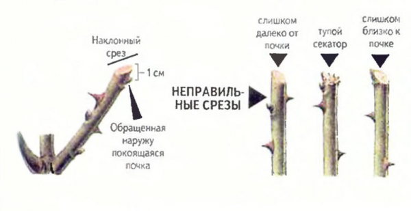 Как правильно ухаживать за розами