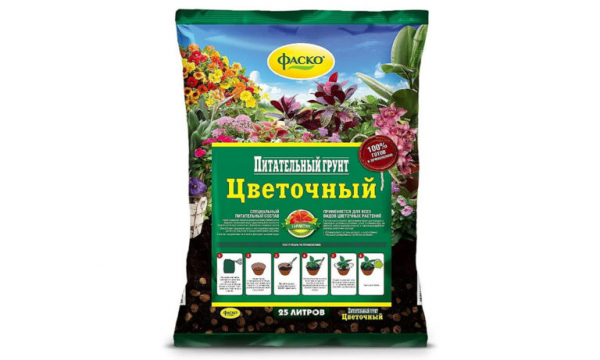 Когда и как сажать луковицы тюльпанов с учетом сезона и региона
