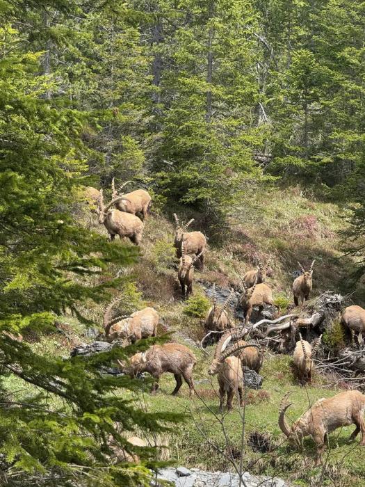 Swiss Pass и лучшие места Швейцарии: от Маттерхорна до Рейнского водопада