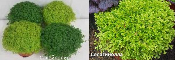Как сделать флорариум своими руками: ёмкости, грунт, растения, уход