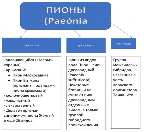 Когда и как сажать пионы в открытый грунт
