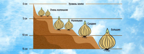 Когда и как сажать луковицы тюльпанов с учетом сезона и региона