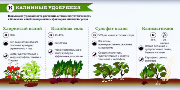 Виды удобрений, способы и правила их внесения, польза и вред применения