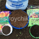 Как и когда высаживать георгины в открый грунт. Уход за цветами