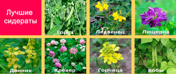 Какие удобрения вносить весной: в саду, огороде и цветнике