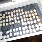 Из чего можно сделать самостоятельно инкубатор в домашних условиях