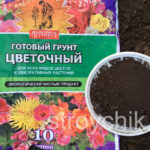 Как и когда высаживать георгины в открый грунт. Уход за цветами