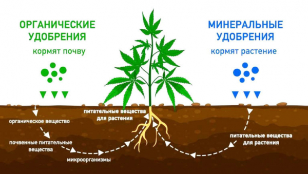 Какие удобрения вносить весной: в саду, огороде и цветнике