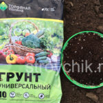 Как и когда высаживать георгины в открый грунт. Уход за цветами