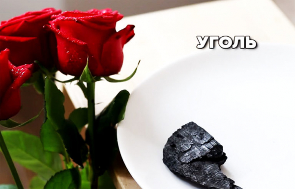 Как ухаживать за розами, чтобы они долго стояли в вазе