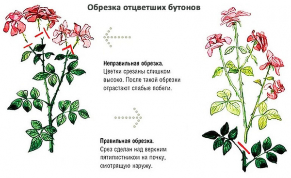 Как правильно ухаживать за розами
