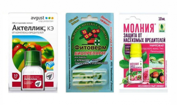 Какие вредители роз существуют и как бороться с ними