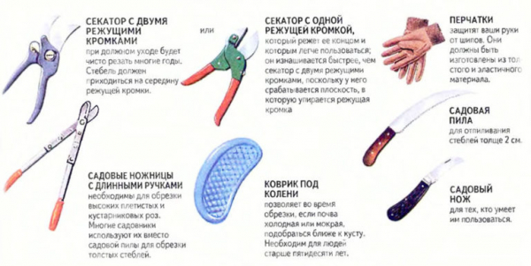 Как правильно ухаживать за розами