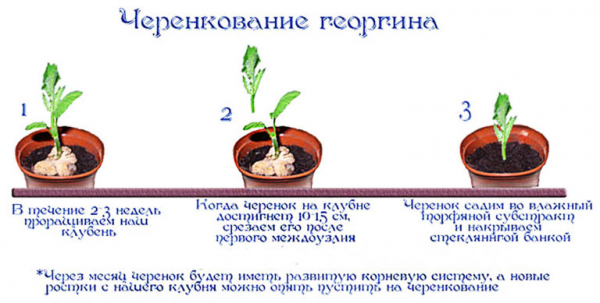 Как и когда высаживать георгины в открый грунт. Уход за цветами