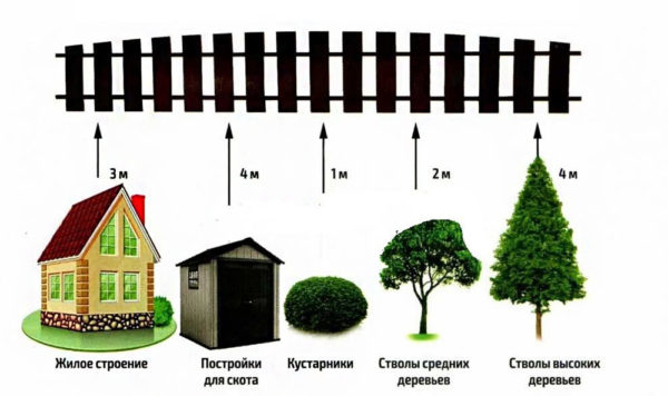 Расстояние высадки деревьев по санитарным правилам
