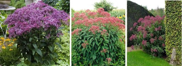 Какие цветы посадить на даче? Многолетние садовые цветы Какие цветы посадить на даче? Многолетние садовые цветы