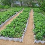 Декоративный огород: делаем красивые грядки — 60 фото Декоративный огород: делаем красивые грядки — 60 фото