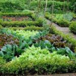 Декоративный огород: делаем красивые грядки — 60 фото Декоративный огород: делаем красивые грядки — 60 фото