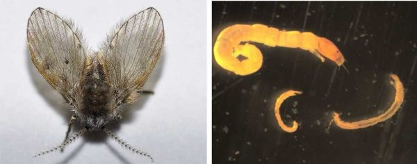 Избавляемся от насекомых в ванной