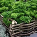 Декоративный огород: делаем красивые грядки — 60 фото Декоративный огород: делаем красивые грядки — 60 фото