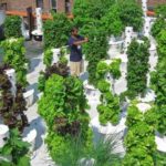 Декоративный огород: делаем красивые грядки — 60 фото Декоративный огород: делаем красивые грядки — 60 фото