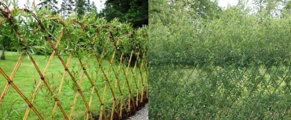 Забор живая изгородь: как вырастить и сформировать