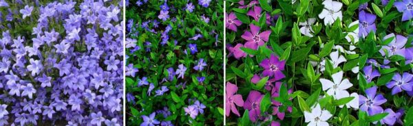 Какие цветы посадить на даче? Многолетние садовые цветы Какие цветы посадить на даче? Многолетние садовые цветы