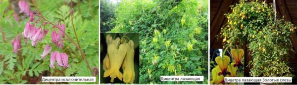 Какие цветы посадить на даче? Многолетние садовые цветы Какие цветы посадить на даче? Многолетние садовые цветы