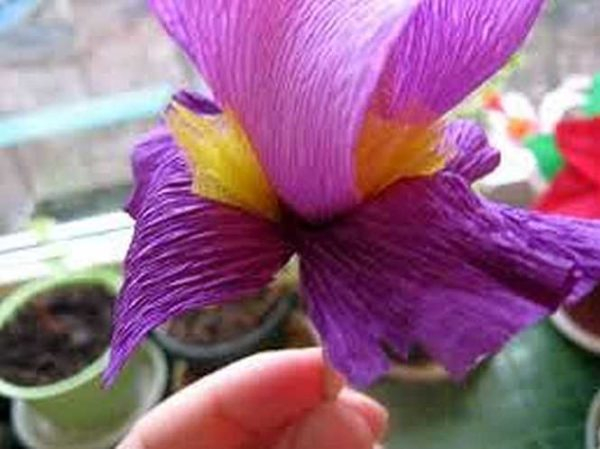 Как сделать цветы из гофробумаги (60 фото)