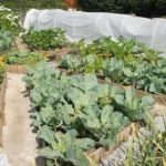 Декоративный огород: делаем красивые грядки — 60 фото Декоративный огород: делаем красивые грядки — 60 фото